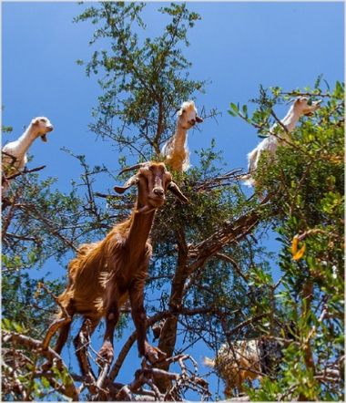 Activities in Morocco