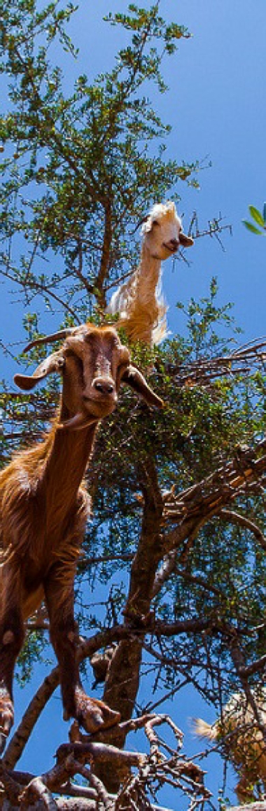 Tours from Marrakesh